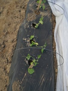 Figure 1. Cucumbers start to wilt following a night average soil temperature was 58 °F