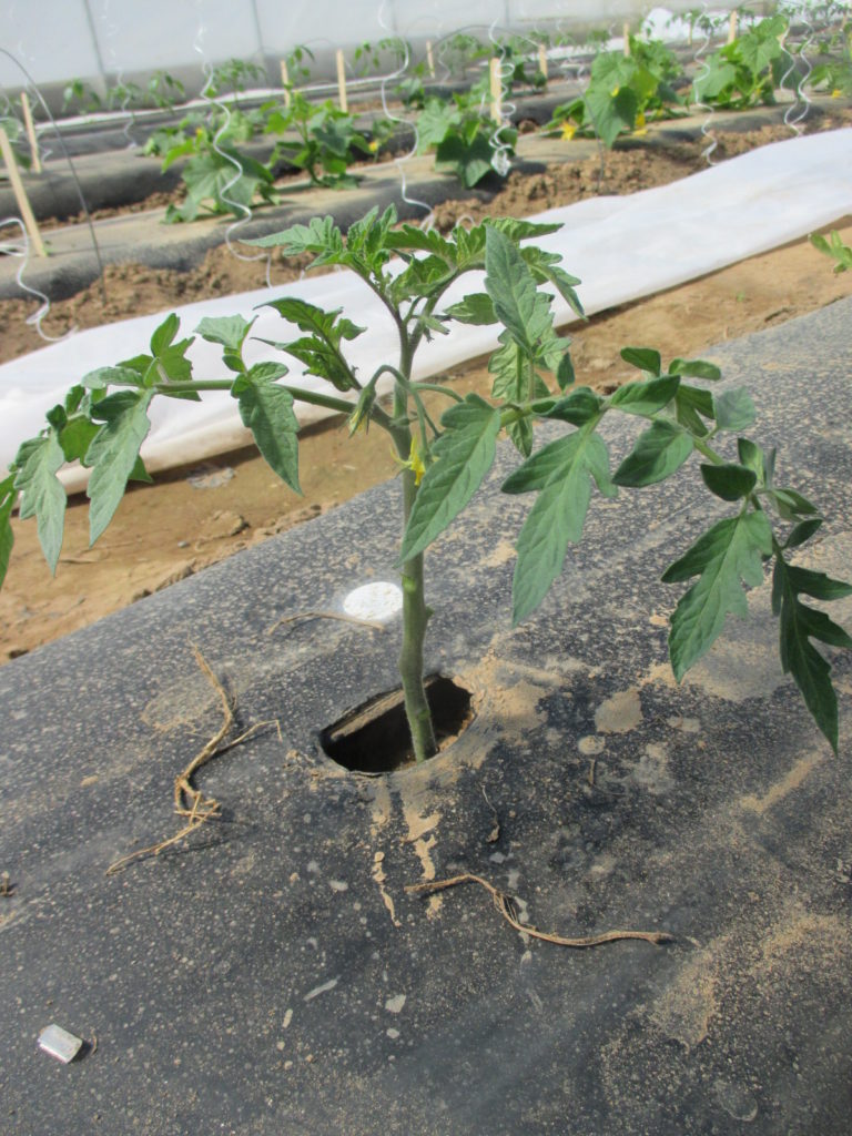 Prune Determinate Tomatoes Purdue University Vegetable Crops Hotline