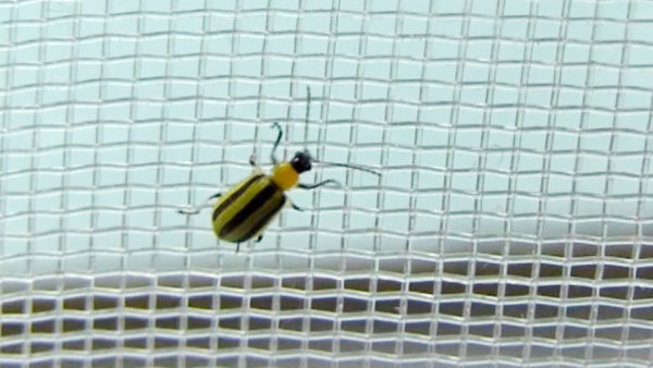 Figure 3. A cucumber beetle on the 0.7 x 1.0 mm screen (photo credit: John Obermeyer)