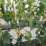 Figure 1. A cucumber plant grown in a high tunnel died because of bacterial wilt.