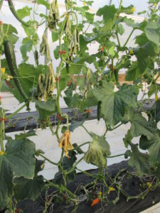 Figure 1. A cucumber plant grown in a high tunnel died because of bacterial wilt. 