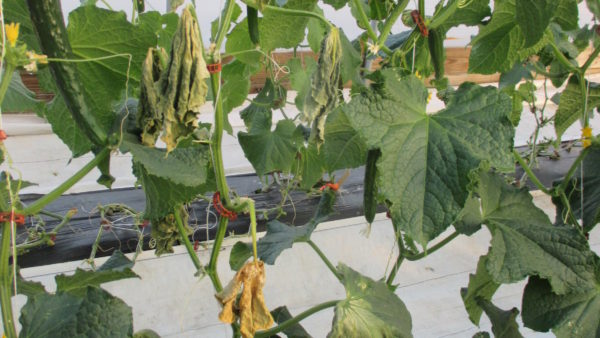 Figure 1. A cucumber plant grown in a high tunnel died because of bacterial wilt.