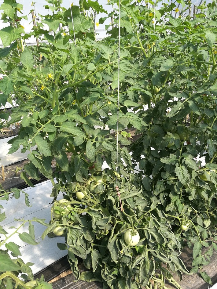 Tomato Leaf Curling | Purdue University Vegetable Crops Hotline