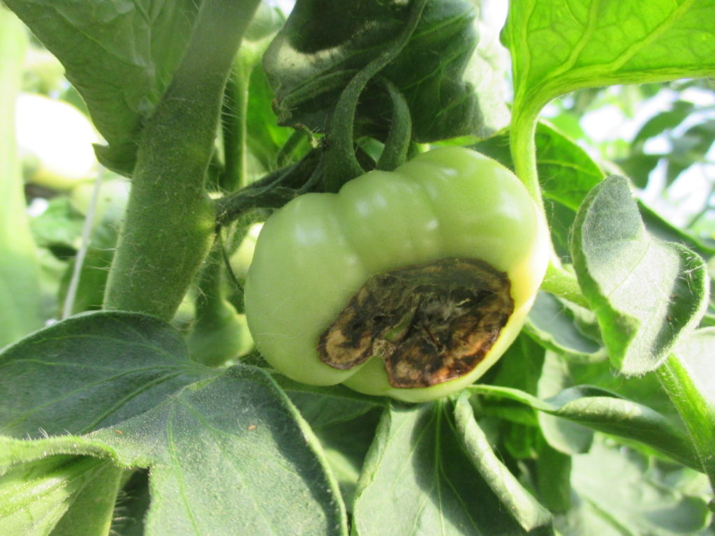 Are You Applying Enough Water for Vegetables Grown in High Tunnels ...