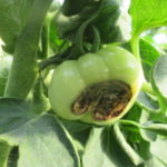 Figure 1. Blossom end rot of tomato.