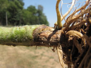 Figure 4. Stem lesion phase of Fusarium crown and root rot of tomato.