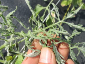 Figure 2. Tomato leaf curling likely caused by a hormone-type herbicide damage. 
