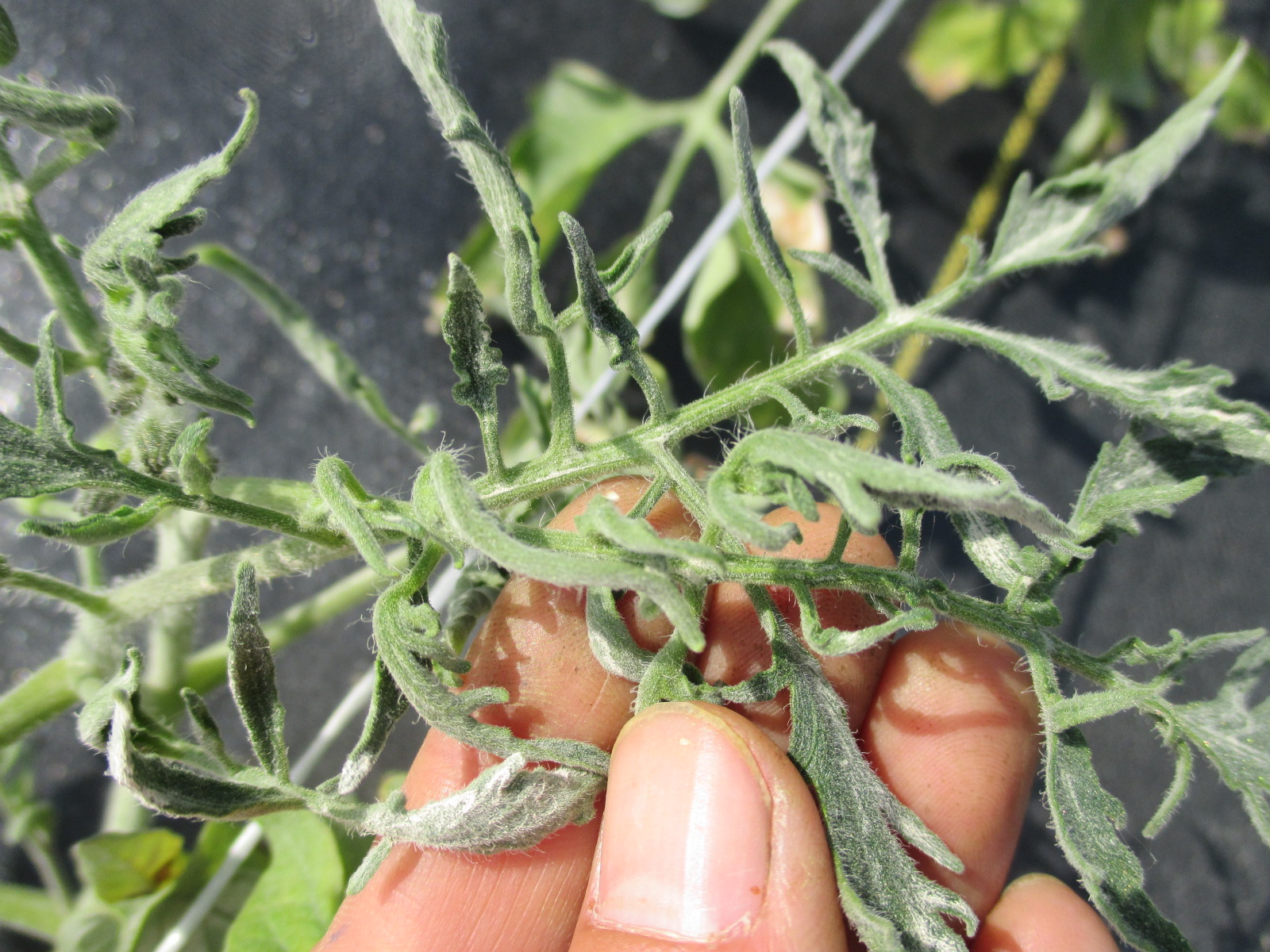 Tomato Leaf Curling Purdue University Vegetable Crops Hotline