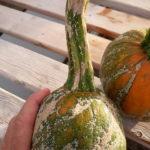 Plectosporium lesions on pumpkin fruit are less common.