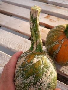 Plectosporium lesions on pumpkin fruit are less common. 
