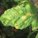 Cercospora leaf mold symptoms on the upper leaf surface. Note distinct chlorotic lesions.