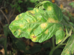 Tomato Leaf Mold Diseases | Purdue University Vegetable Crops Hotline