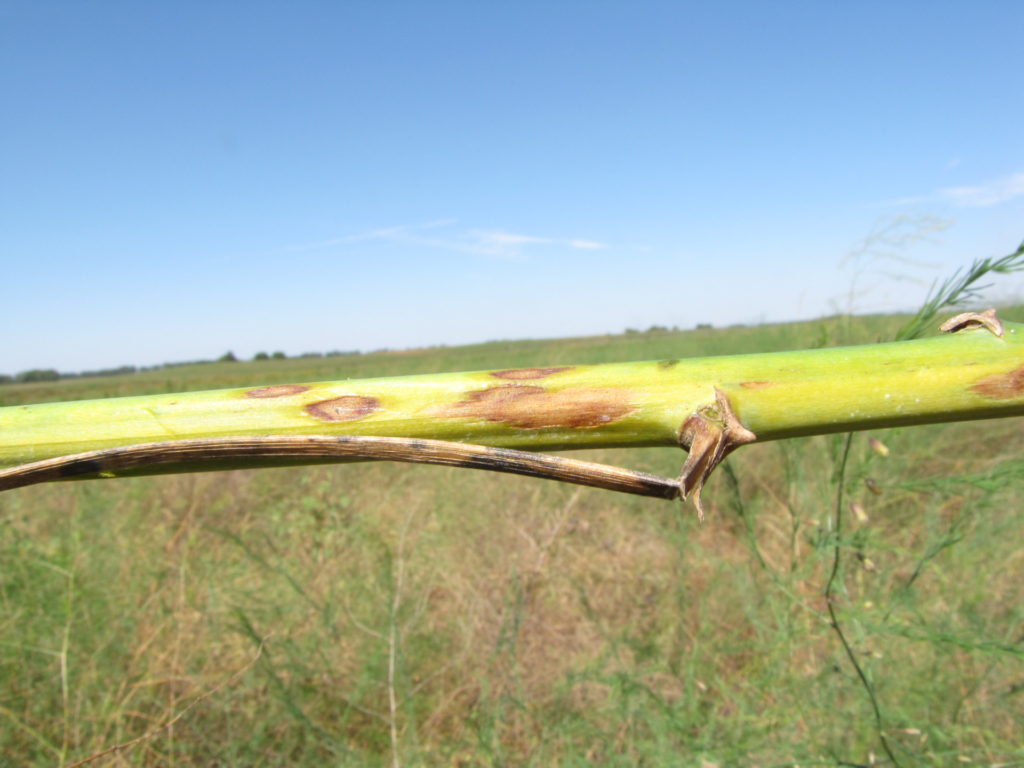 Lesions of Cercospora blight of asparagus are gray to tan and may have red borders. 
