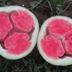 Figure 2. A severe case of hollowheart watermelon.