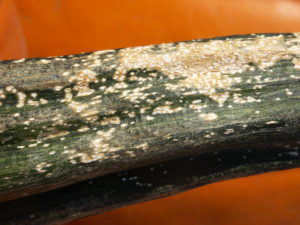 Plectosporium blight may cause fruit quality loss due to lesion on handles. 