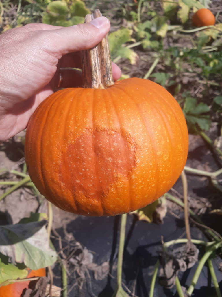 Figure 1. A pumpkin fruit with sunburn due to lack of vine canopy (photo: Dan Egel)