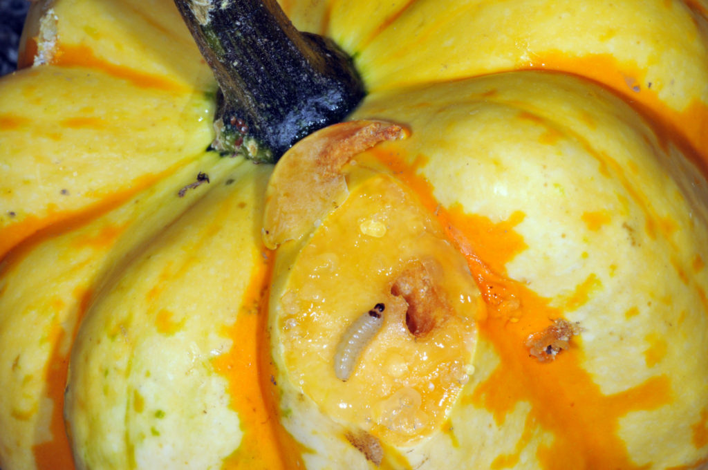 What’s Eating my Squash? Purdue University Vegetable Crops Hotline