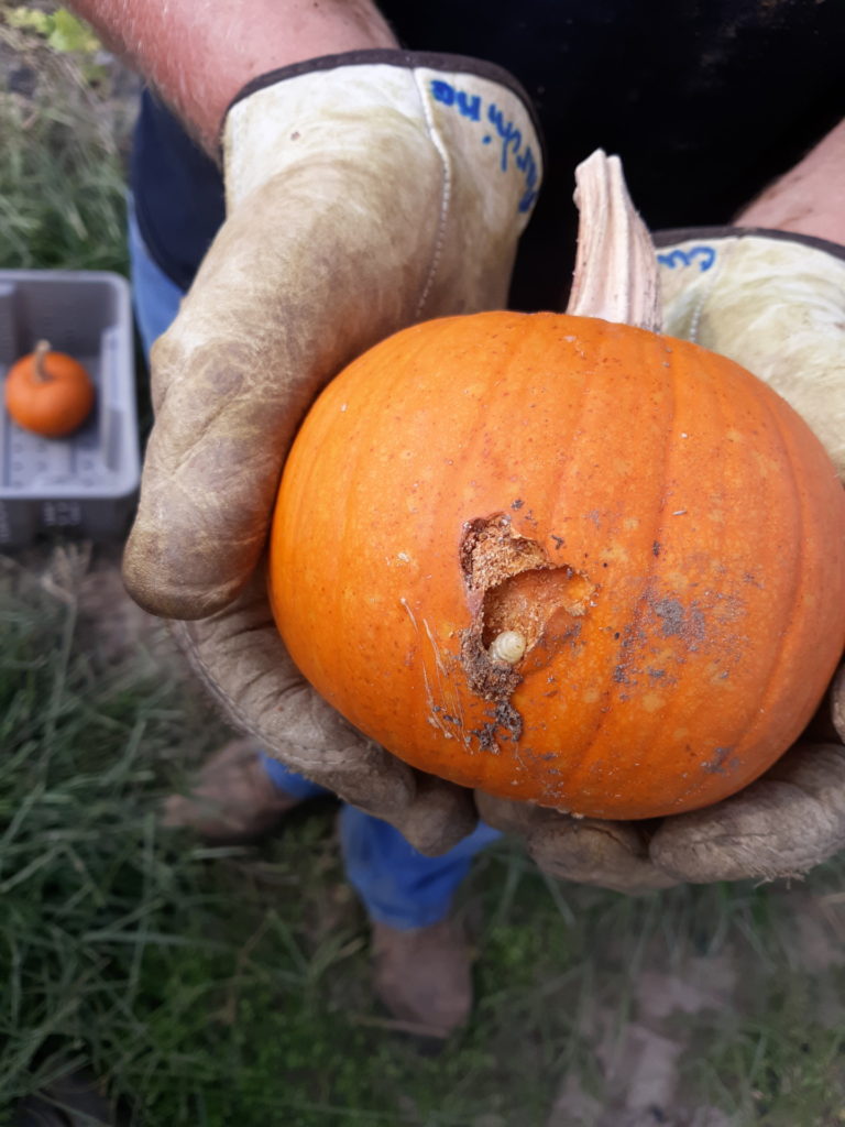 What’s Eating my Squash? Purdue University Vegetable Crops Hotline