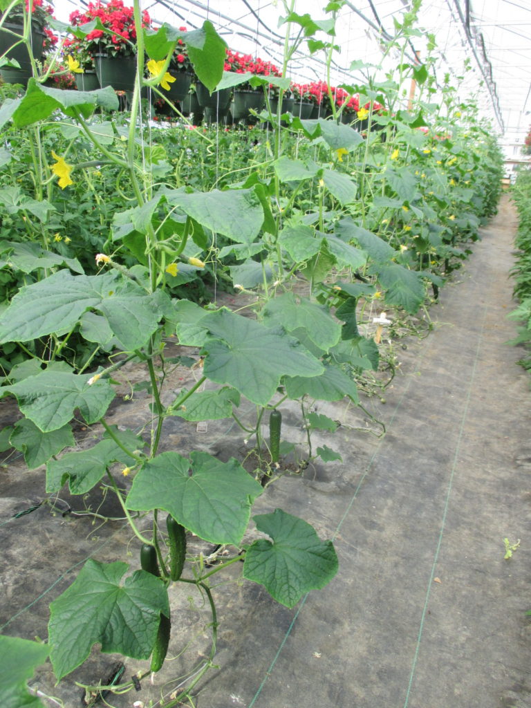 Growing Grafted Cucumbers For Early Season Production In Protected Cultural Systems — Lessons 