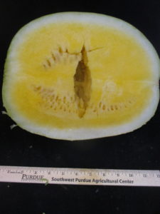 Figure 3. A yellow-flesh watermelon fruit with severe hollow heart symptom.