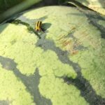 Figure 1. Striped Cucumber Beetle feeding on a watermelon.