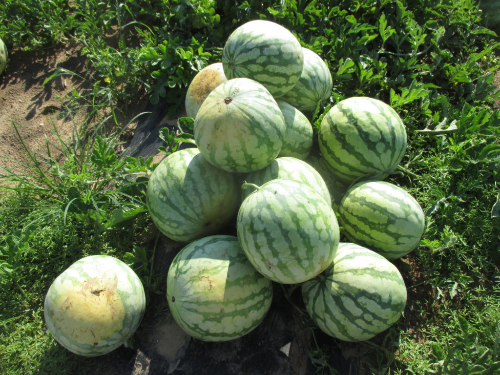 Yellow- and Orange-flesh Watermelons  Purdue University Vegetable Crops  Hotline