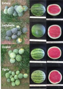 Figure 2. Personal size (mini) watermelon cultivars. 
