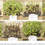 Tomato Seedlings in Eight Transplant Growing Media, Pinney Purdue Ag Center, 2018. Trial 1.