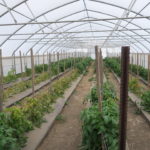 Figure 2: Some of the tomato plants in this photo have been stunted as a result of infection by tomato spotted wilt virus.