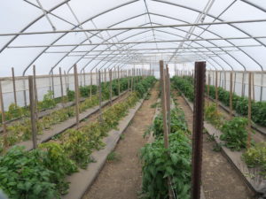 Figure 2: Some of the tomato plants in this photo have been stunted as a result of infection by tomato spotted wilt virus. 