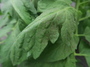 Figure 1: The necrotic mottling on this tomato leaf is caused by tomato spotted wilt virus. 