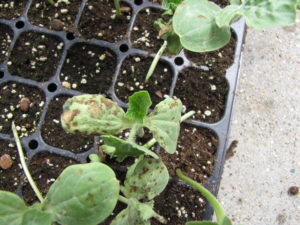 Figure 2: A watermelon transplant with lesions of anthracnose. 