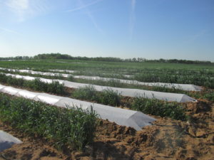 Figure 1. Early planted watermelons covered with low tunnels. Note the rye strips were planted between every bed of watermelons. 