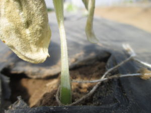 Figure 2. Stem of a cucumber plant was damaged by low temperatures. 