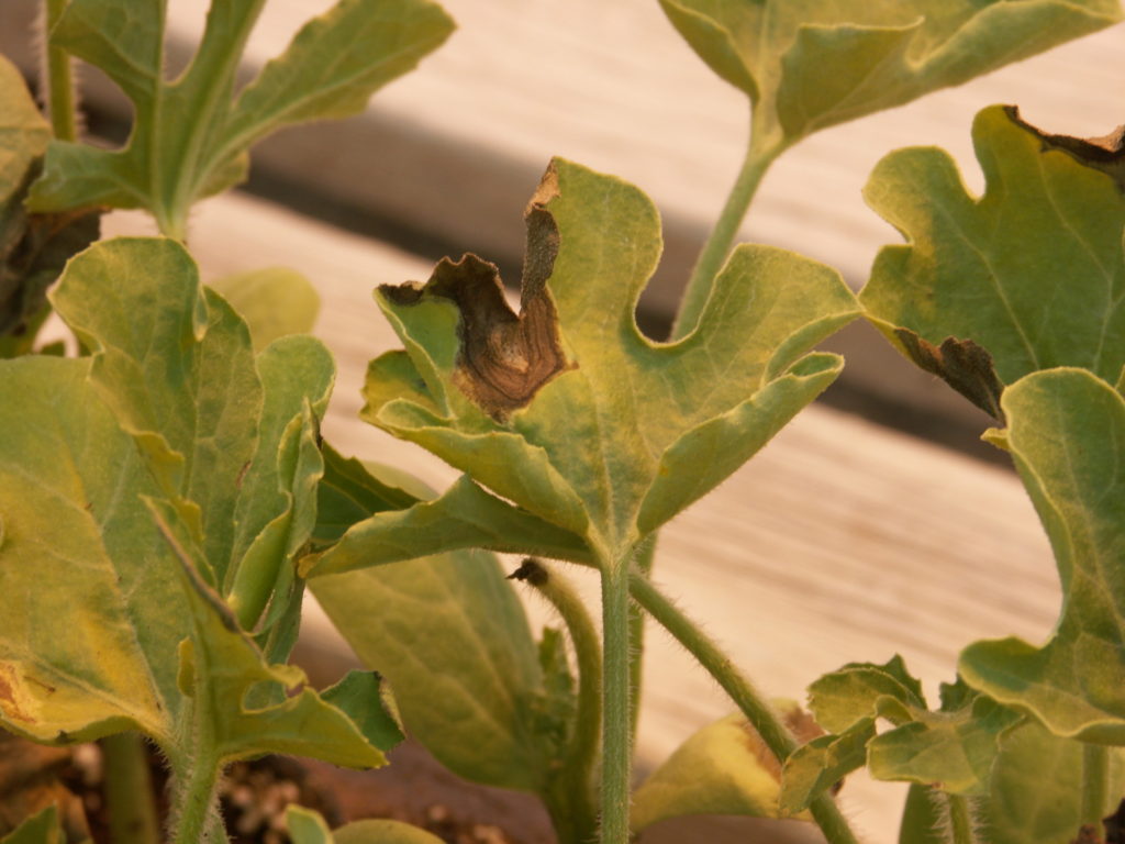 Watermelon Transplant Diseases Purdue University Vegetable Crops Hotline