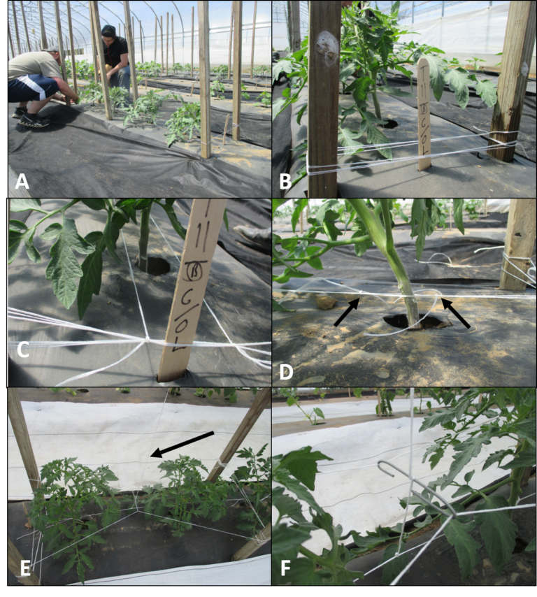 An Alternative Trellis System may Improve Tomato Yield Purdue