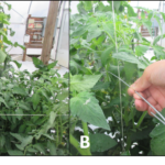 Figure 4. Connect four stakes in a rectangle shape (A), cross the hook (12’’) with the central-string (B) and hook it to the side-strings between the two tomato plants (C).