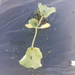 Figure 1: A cantaloupe plant surrounded by striped cucumber beetles that have died after feeding on a plant treated with an imidacloprid product.