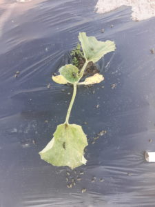 Figure 1: A cantaloupe plant surrounded by striped cucumber beetles that have died after feeding on a plant treated with an imidacloprid product. 