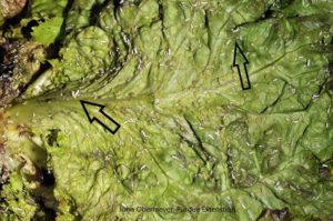 Figure 2. Aphid skin remain on the leaves 