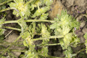 Figure 1. Early infestation of aphids on the annual weed henbit