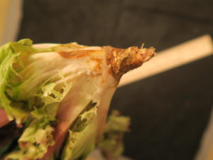 Figure 2: Symptoms of bottom rot of lettuce may include brown, rotten lesions on leaf mid-ribs. In addition, the stem of the lettuce plant may appear rotten. 