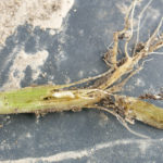 Seed Corn Maggot in cucurbit stem. Photo credit John Obermeyer.