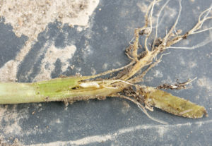 Figure 1. Seed Corn Maggot in cucurbit stem. Photo credit John Obermeyer.