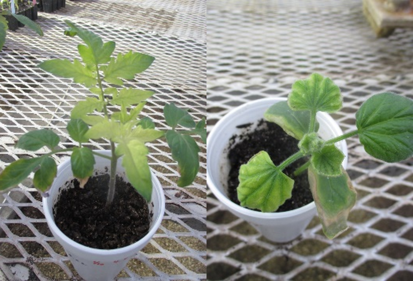Figure 3. Chlorosis and stunted growth on new leaves of tomato and cucumber seedlings. 