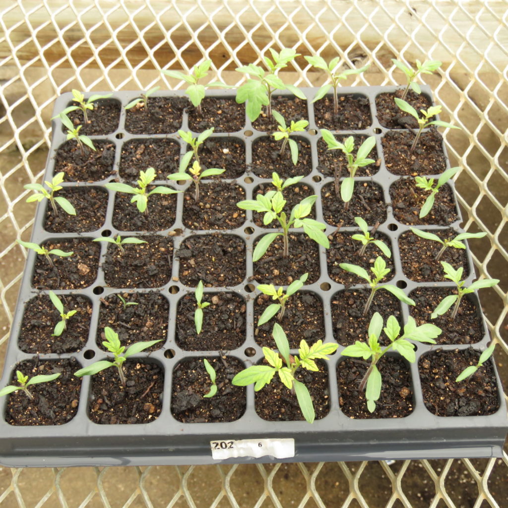 Figure 1. Uneven germination of tomatoes. 