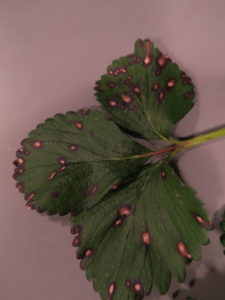 Figure 1. Leaf spot lesions on strawberry often have purple margins and a gray center.