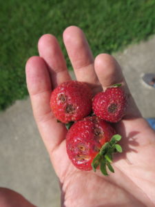 Figure 3. Anthracnose of strawberry causes sunken lesions. 