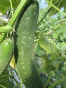 Figure 1. Two-spotted spider mite damage on cucumber fruit. 