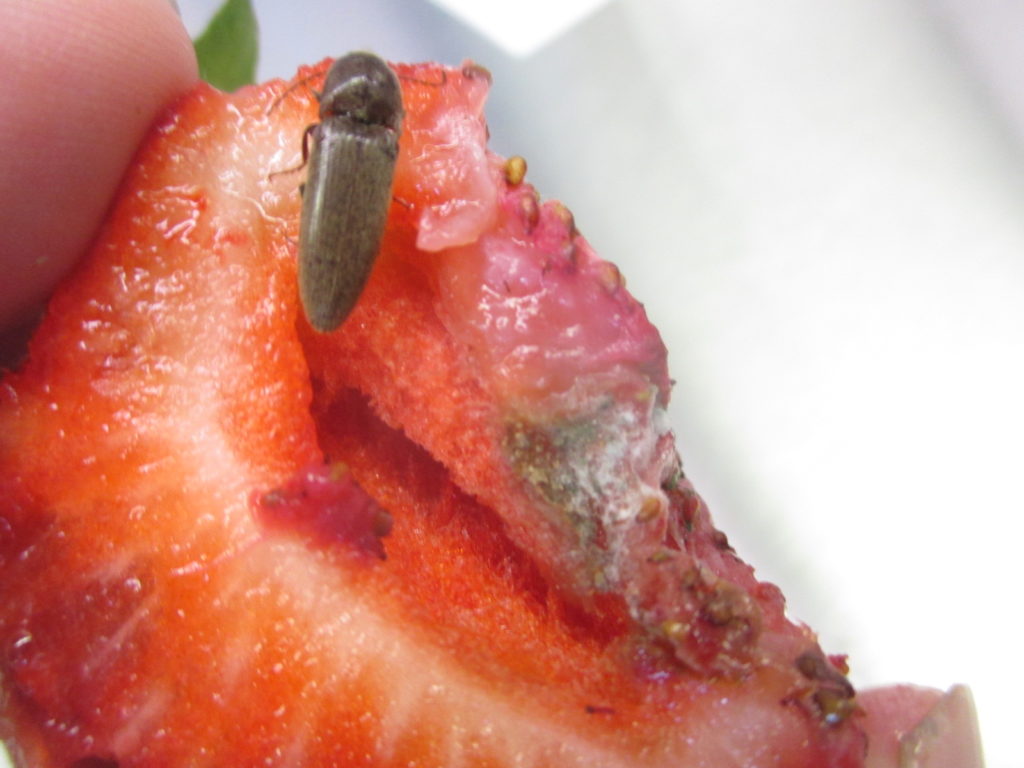 Strawberry Insect Pest Update Purdue University Vegetable Crops Hotline